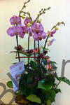 Orchid Phalaenopsis Gift Set - CODE 11981